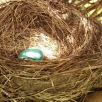 Urban Planning Insights from the Hottest New Housing Projects in the U.S.