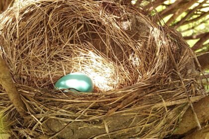 Urban Planning Insights from the Hottest New Housing Projects in the U.S.