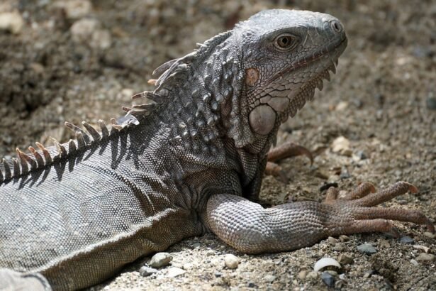 Luxury Island Homes: Investment Insights and Listings You Can’t Miss