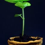 Demystifying the Housing Demand: First Looks at Innovative Residential Designs