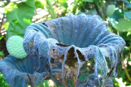 Understanding Different Types of Mortgages: Which One is Right for You?