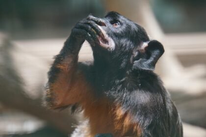 Family Life in the Islands: Finding Balance in a Tropical Paradise