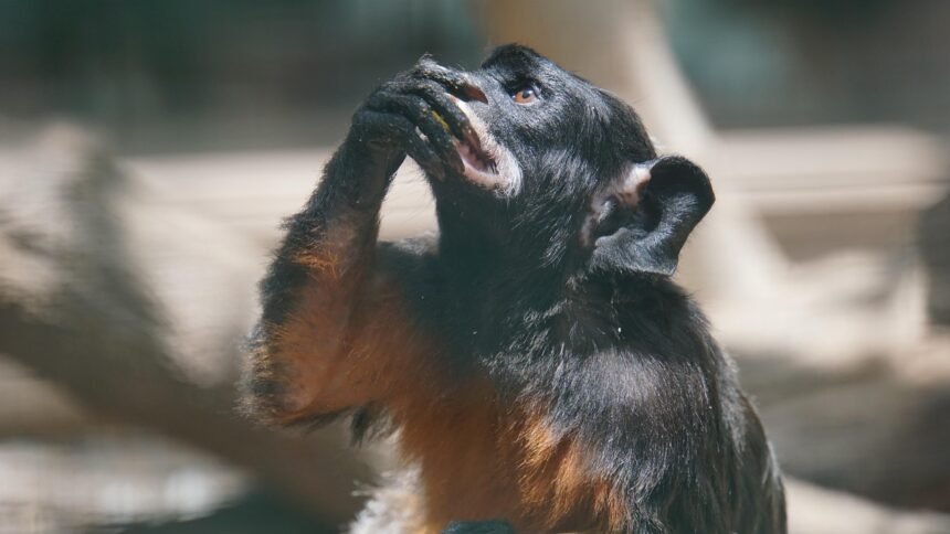 Family Life in the Islands: Finding Balance in a Tropical Paradise