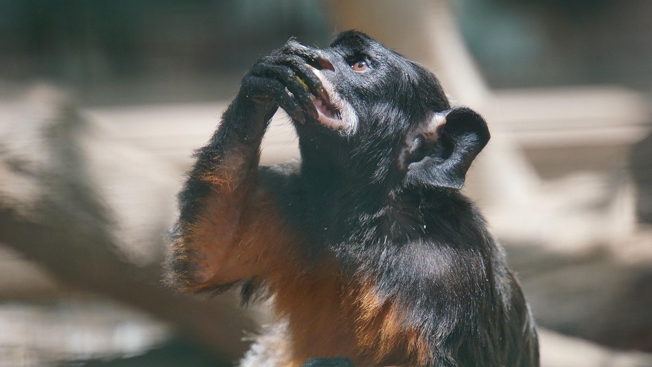 Family Life in the Islands: Finding Balance in a Tropical Paradise