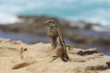 Health and Wellness Retreats: U.S. Islands as Wellness Destinations