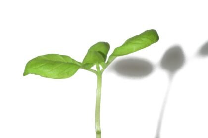 Sustainable Housing Project to Launch in Denver