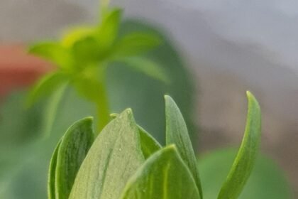 New Housing Developments Shaping California's Suburbs