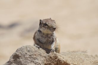 Balancing Luxury and Nature: Stunning Island Properties for Sale