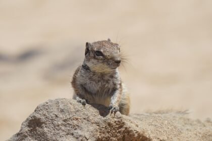 Balancing Luxury and Nature: Stunning Island Properties for Sale