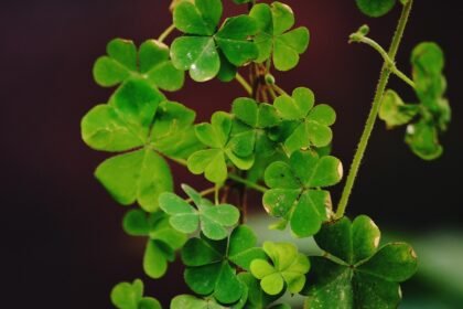 Biophilic Design in Coastal American Homes: A Sustainable Revolution