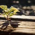 Florida's New Affordable Housing Legislation