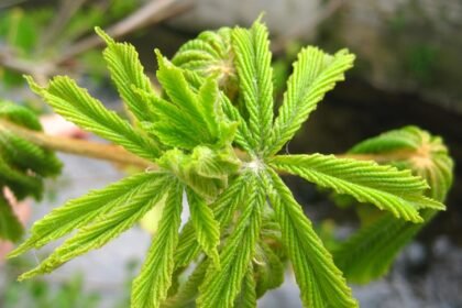 Gated Community for Active Adults Planned in Florida