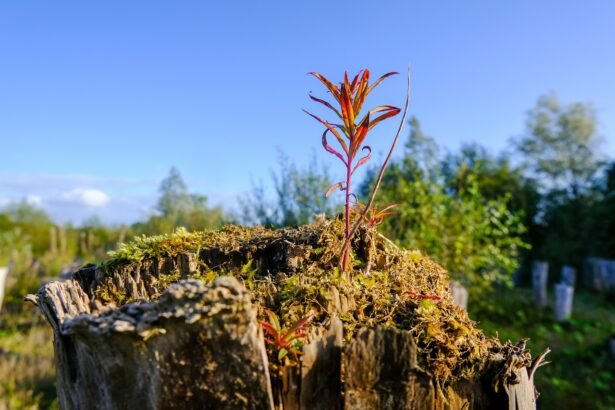 Designing for the Future: Sustainable Practices in Island Real Estate