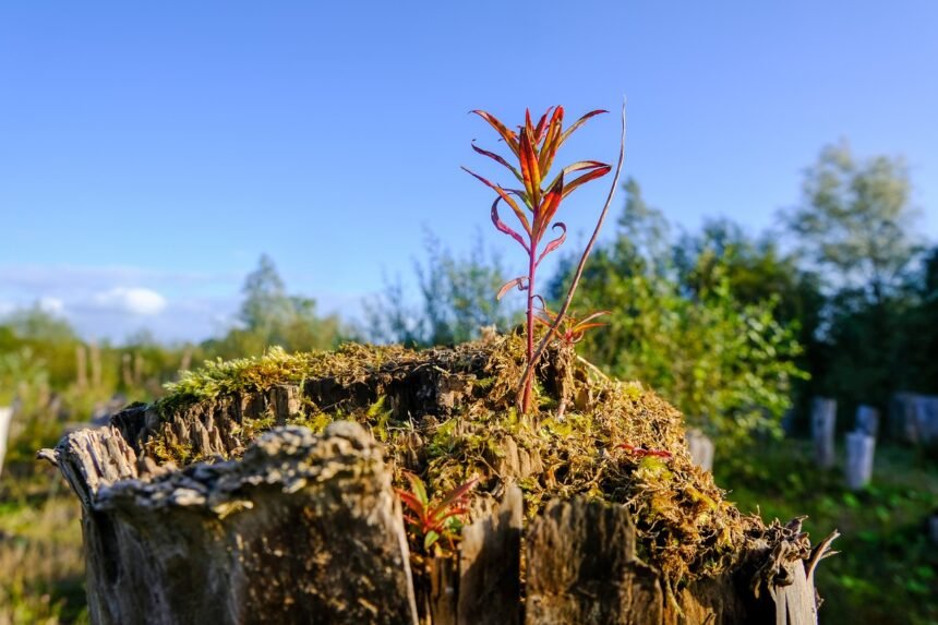 Designing for the Future: Sustainable Practices in Island Real Estate