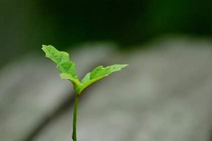 Affordable Housing Initiatives Gain Momentum in New York City