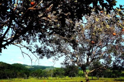 Investing in Nature: Eco-Conscious Developments in the Florida Keys