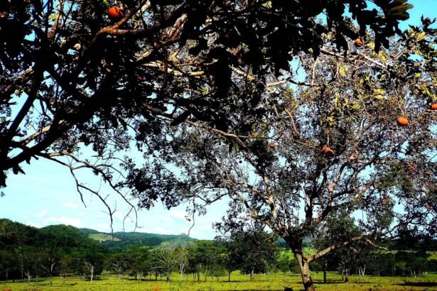 Investing in Nature: Eco-Conscious Developments in the Florida Keys