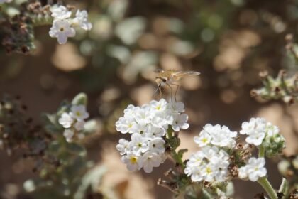 Staying Connected: Technology’s Role in Island Life.