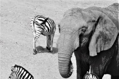 Unique Island Retreats: Properties That Define Relaxation