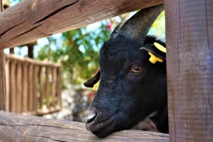 The Impact of Climate Change on Island Property Values