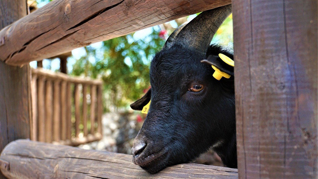 The Impact of Climate Change on Island Property Values