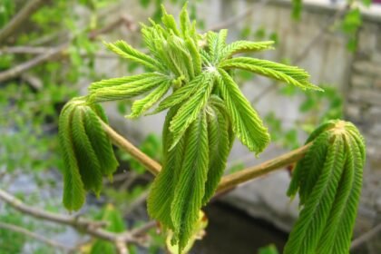 Mixed-Income Housing Development Set to Begin in Philadelphia