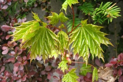 Plans for a Multi-Phase Residential Community Revealed in North Carolina