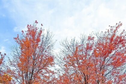 Investing in Paradise: A Look at US Island Waterfront Properties