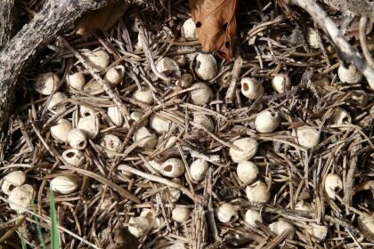 Understanding the Dynamics of Warehouse Leasing Amidst Supply Chain Disruptions