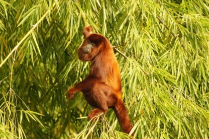 Chicago's Manufacturing Renaissance: Jobs and Growth in the Heartland