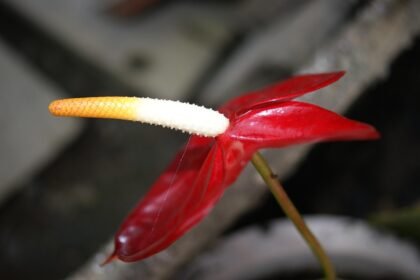 Why Midwestern States are Reclaiming Their Manufacturing Strength