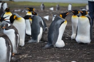 Coastal Resilience: The Future of Sustainable Island Real Estate