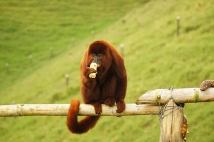 How Foreign Investment is Reshaping U.S. Manufacturing