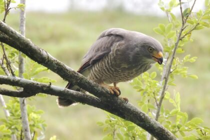 Resilience in the Industrial Sector: Lessons from Recent Economic Fluctuations