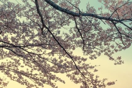 Reviving Island Economies: The Intersection of Sustainable Practices and Growth