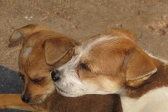 Revitalizing America's Rust Belt: New Investments in Manufacturing