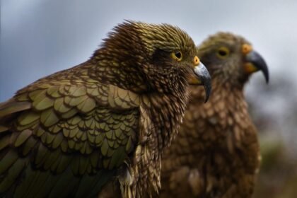 The Rise of Eco-Resorts: Shaping the Future of Island Tourism