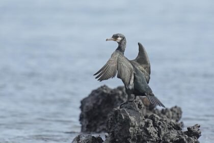 Market Trends: Seasonal Impacts on Island Property Sales