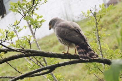 American Industrial Parks: Tracking Recent Expansion Initiatives