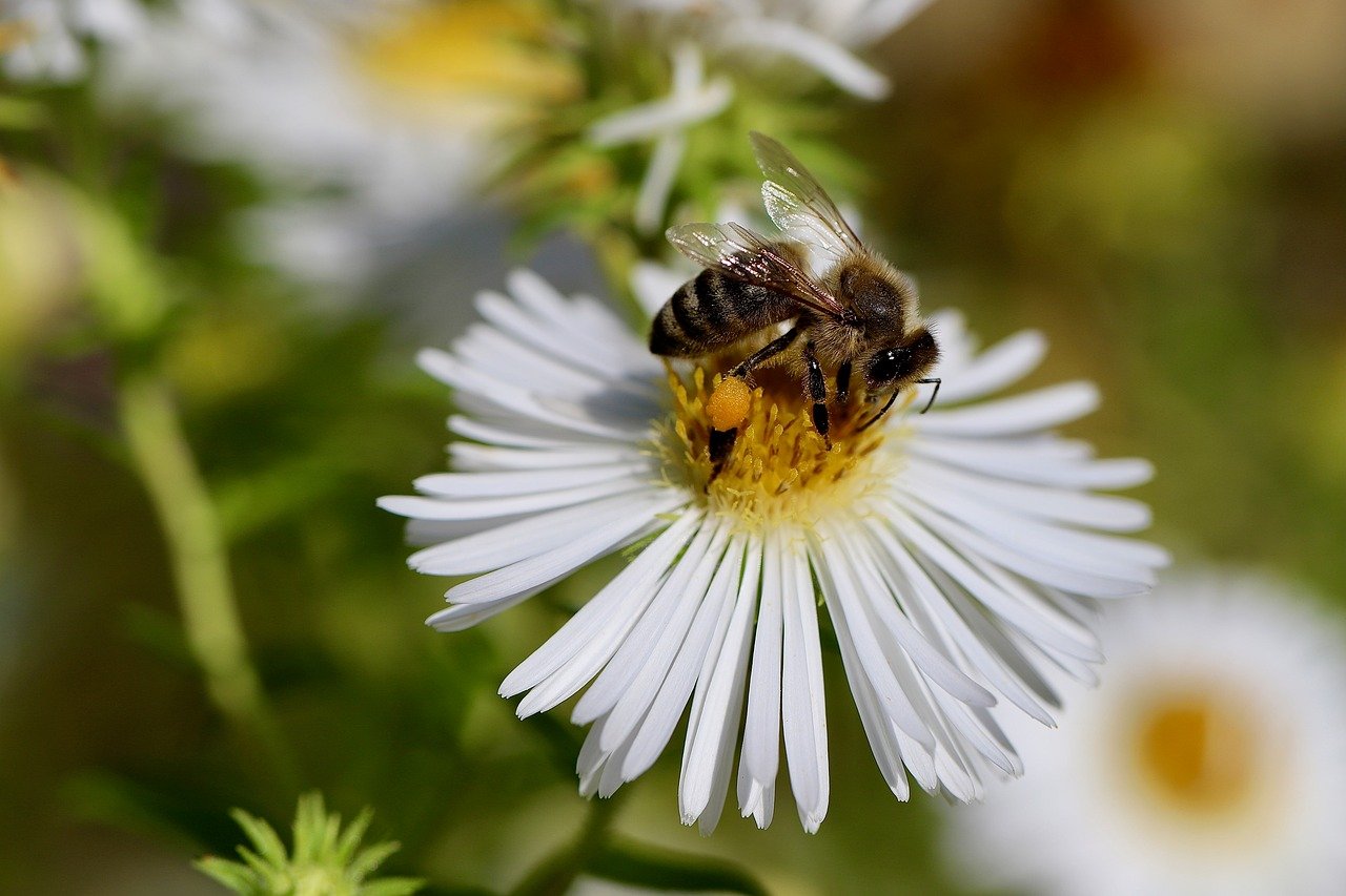 Green Living: How an Island in Florida is Pioneering Sustainable Development