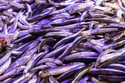 Experts Predict Shifts in Property Investments as Mortgage Rates Fluctuate