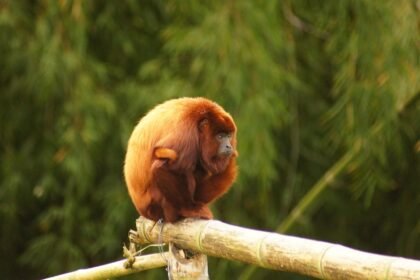 Analyzing the Surge in American Industrial Park Development