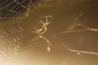 Key Players in U.S. Industrial Park Expansion: Who's Investing?