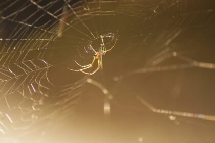 Key Players in U.S. Industrial Park Expansion: Who's Investing?