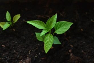 Sustainable Building Practices: Shaping the Future of Eco-Friendly Island Properties