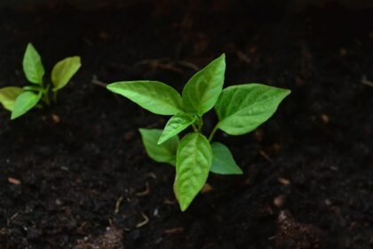 Sustainable Building Practices: Shaping the Future of Eco-Friendly Island Properties