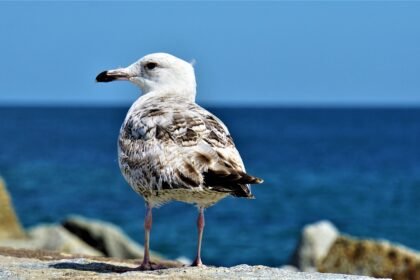 A Taste of Paradise: Culinary Traditions in US Island Communities