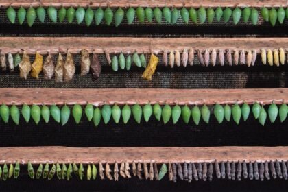 Key Challenges Facing American Island Construction Projects