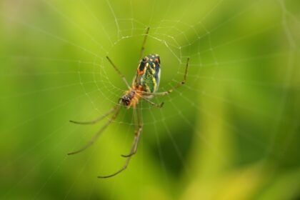 The Rise of Advanced Manufacturing Facilities in the USA