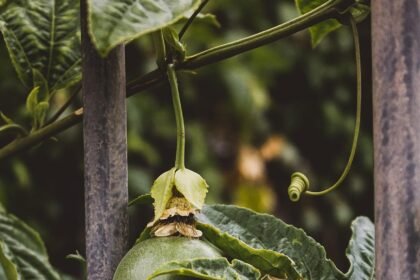 Blueprints for a Greener Future: Sustainable Building Practices in Island Developments